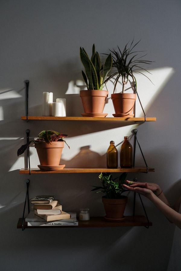 Tall green plant in a corner and trailing plants on shelves adding life to a small living room